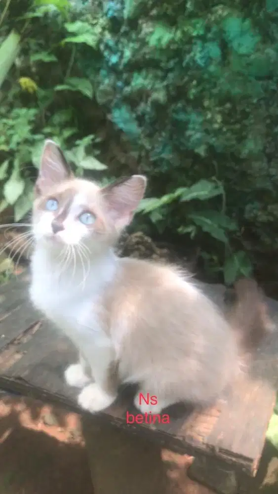 Kucing munchkin ns betina dan jantan