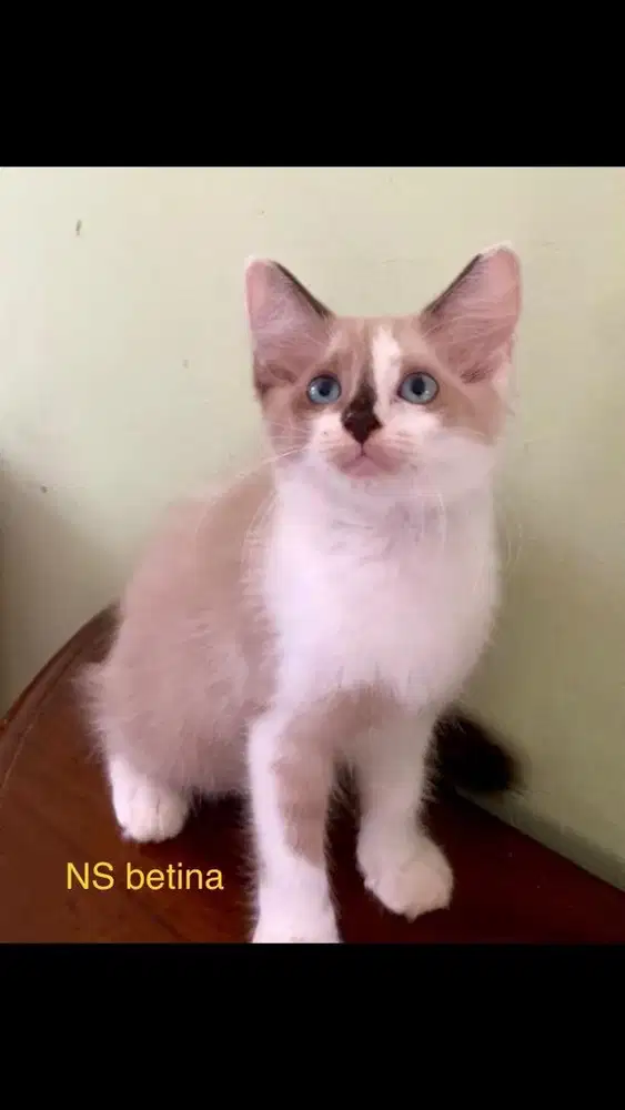 Kucing munchkin ns betina dan jantan