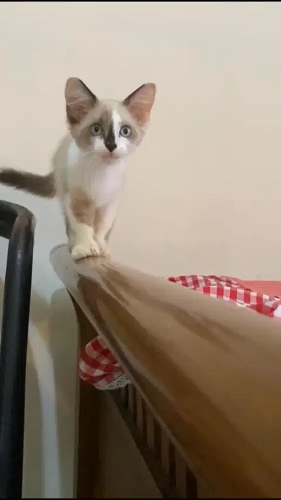 Kucing munchkin ns betina dan jantan