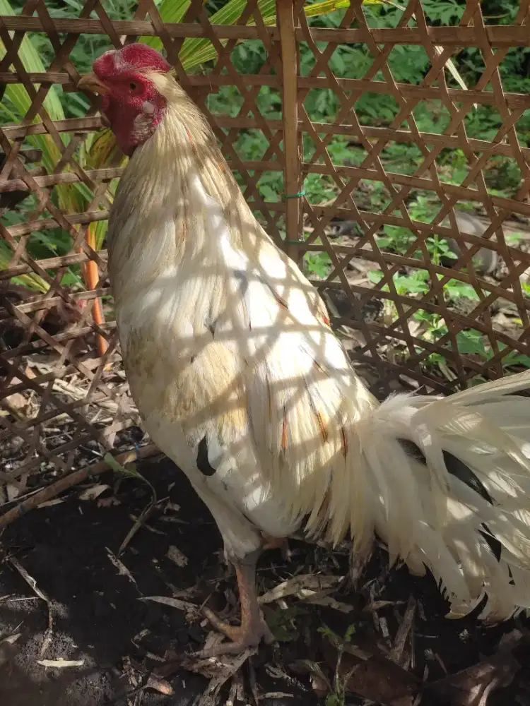 BUC dijual segera ayam srawah kuning