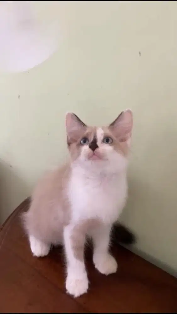 Kucing munchkin ns betina dan jantan