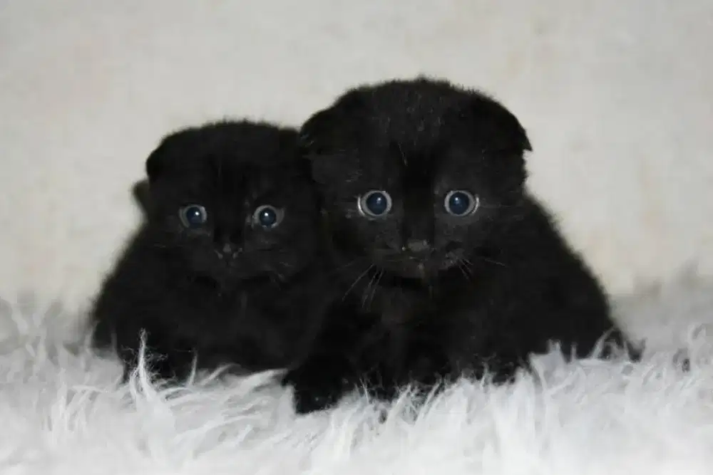 Scoties fold black solid.