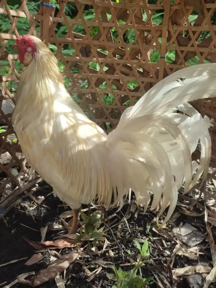 BUC dijual ayam sekuning