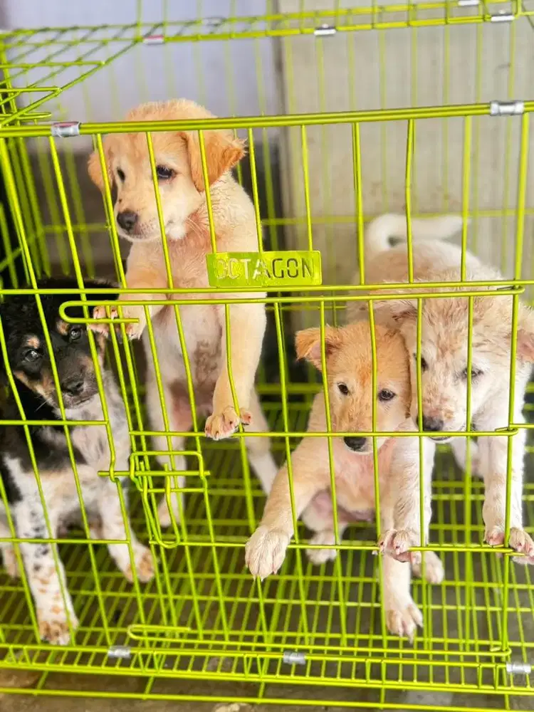 Anjing kampung mix 2 jantan 3 betina