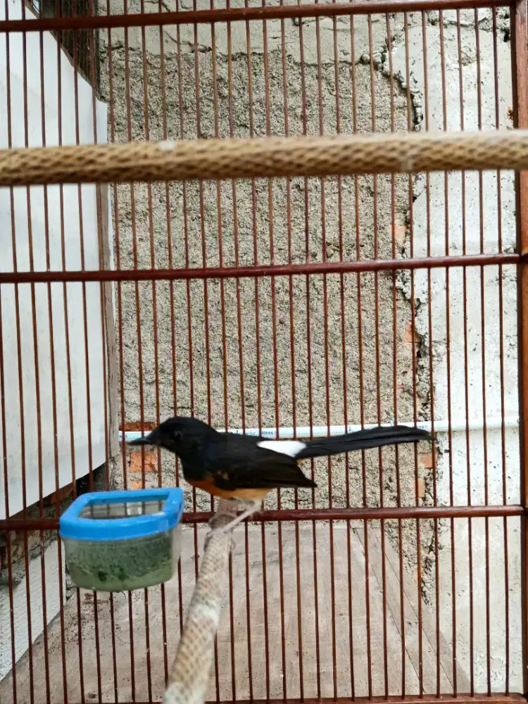 Murai betina  rajin bunyi pastol