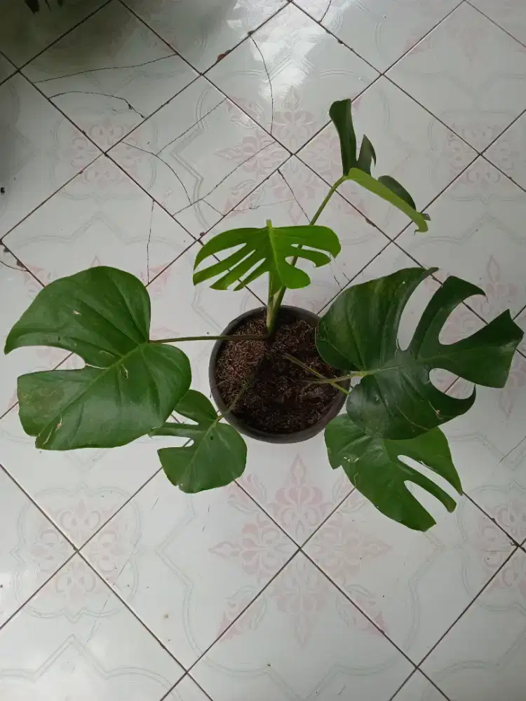 Tanaman hias monstera 3,4 daun