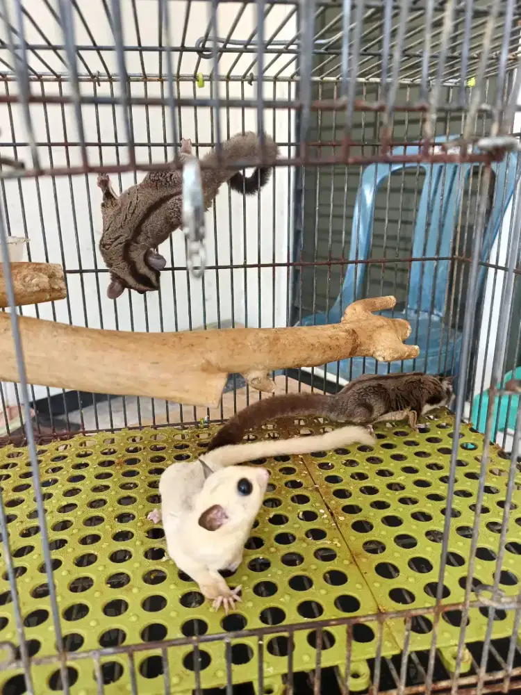 Sugar glider 3 ekor indukan proven sehat