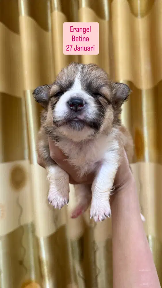 Pembroke Welsh Corgi Puppy