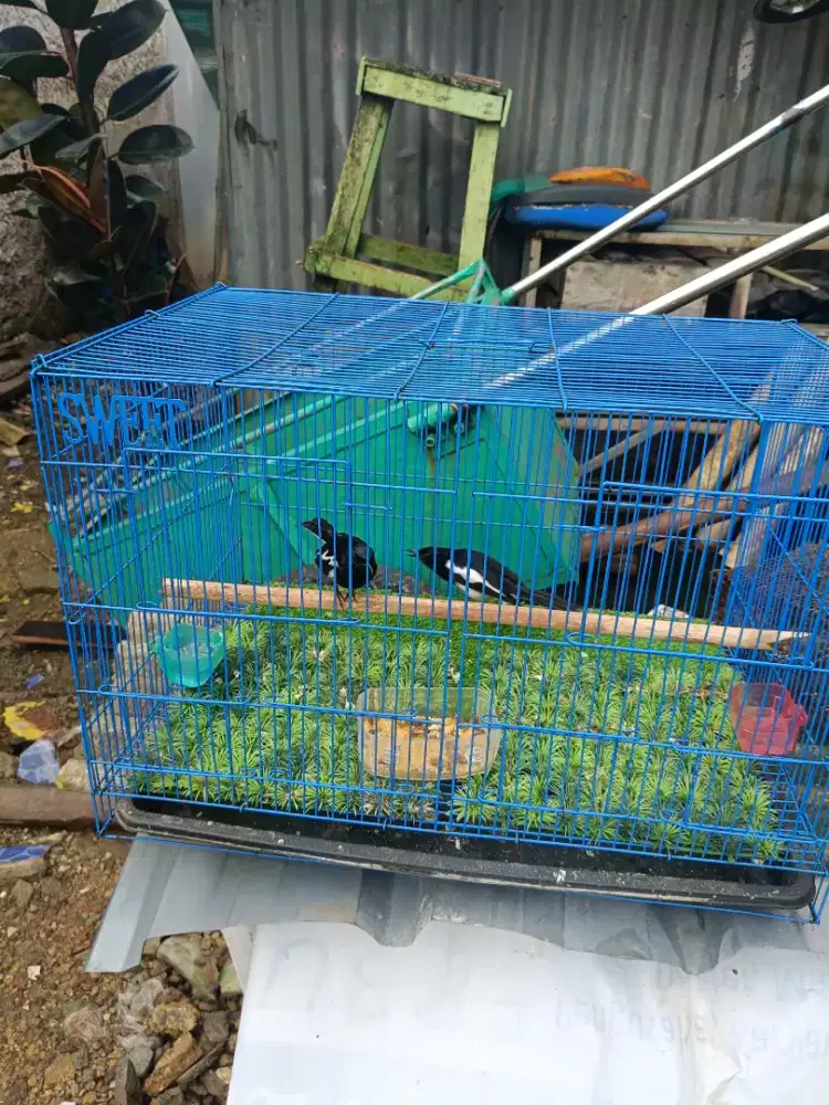 Kacer 2 Ekor Prospek