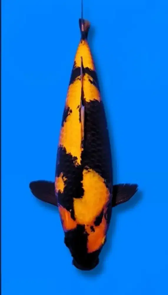 Koi Hiutsuri Import Shinoda Farm