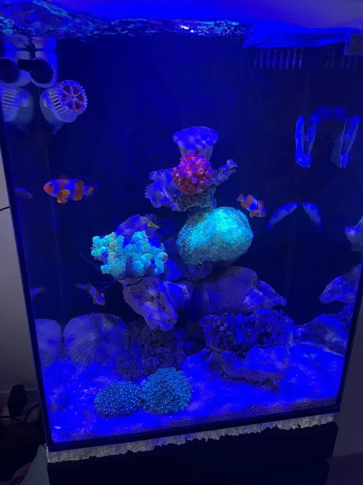 DIJUAL AKUARIUM AIR LAUT FULLSET + ISINYA