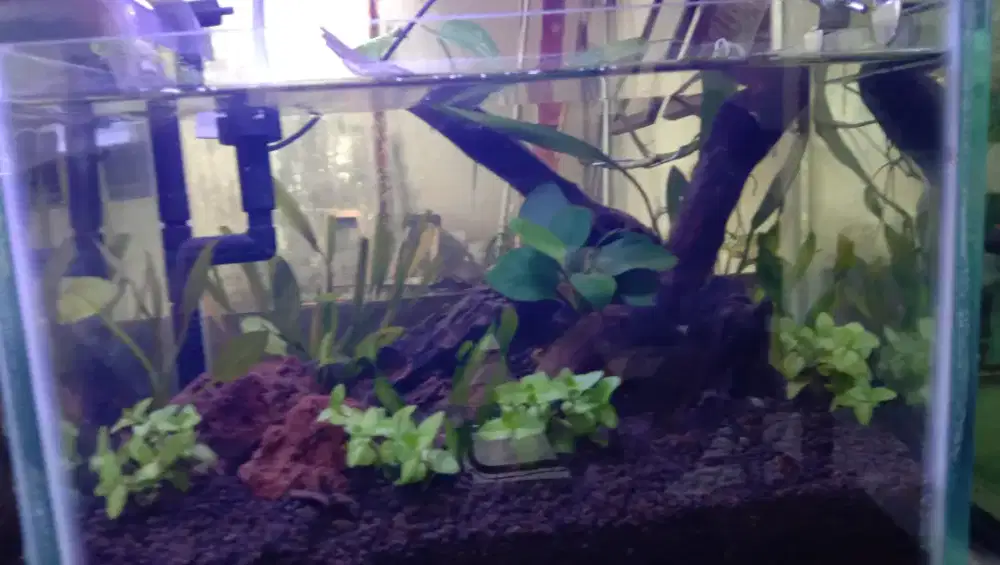 Jual Aquascape and Fish