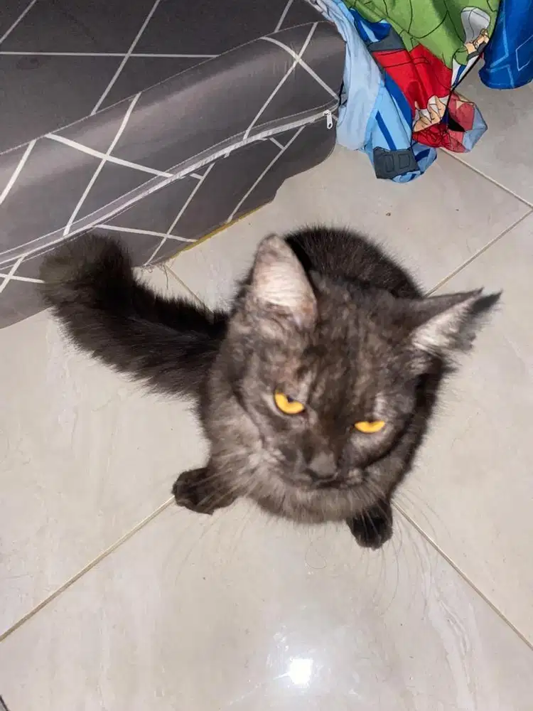 Adopsi kucing Gratis himalaya mix domestik