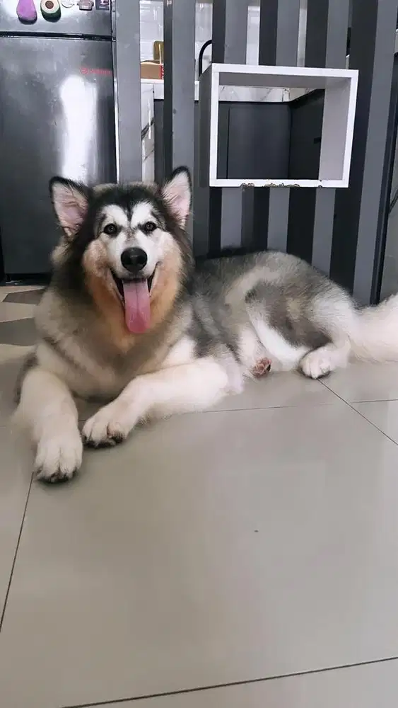 Jual Alaskan Malamute Betina Calon Indukan