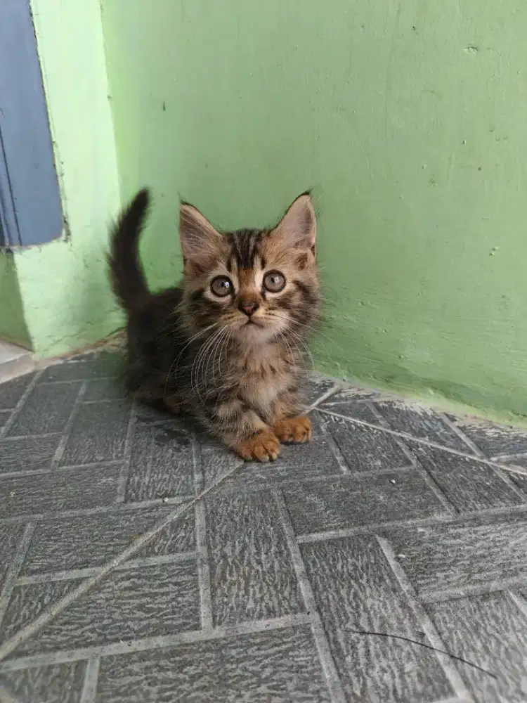 Jual kucing Persia short hair kaki pendek
