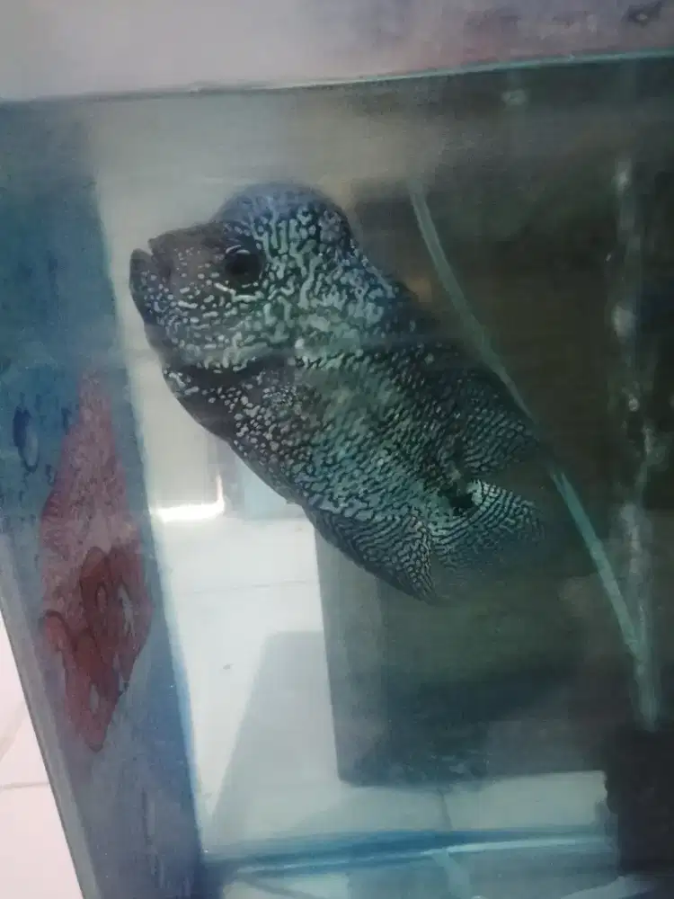 Ikan louhan kamfa f2