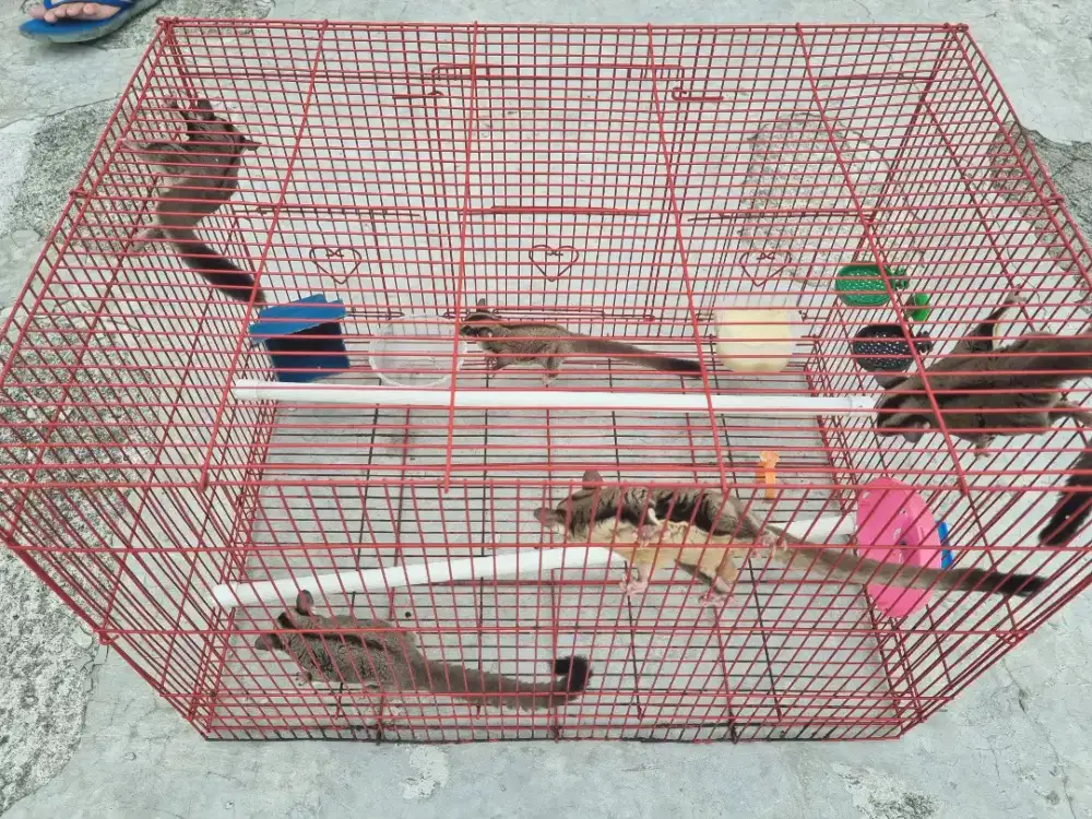 borongan sugar glider