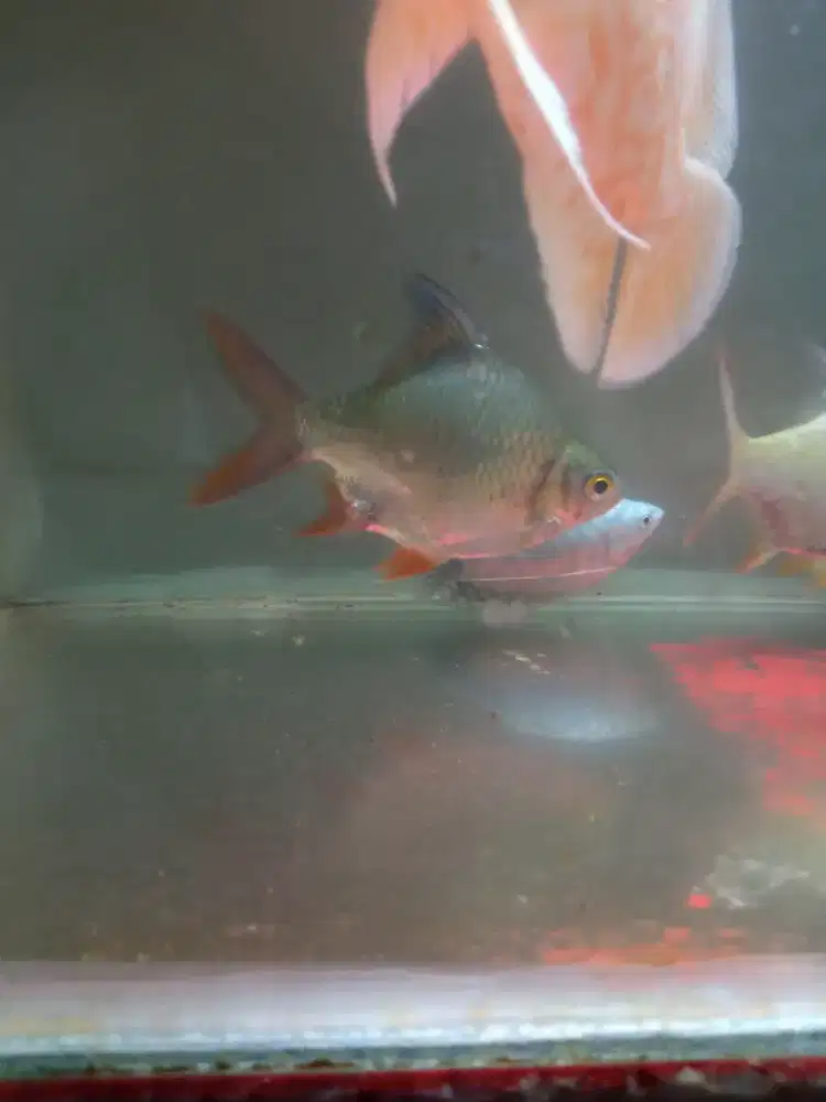 Ikan kaviat SB short body