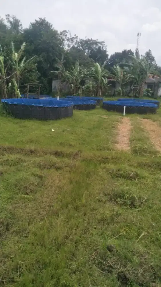 Jual Kolam ikan, bekas lele