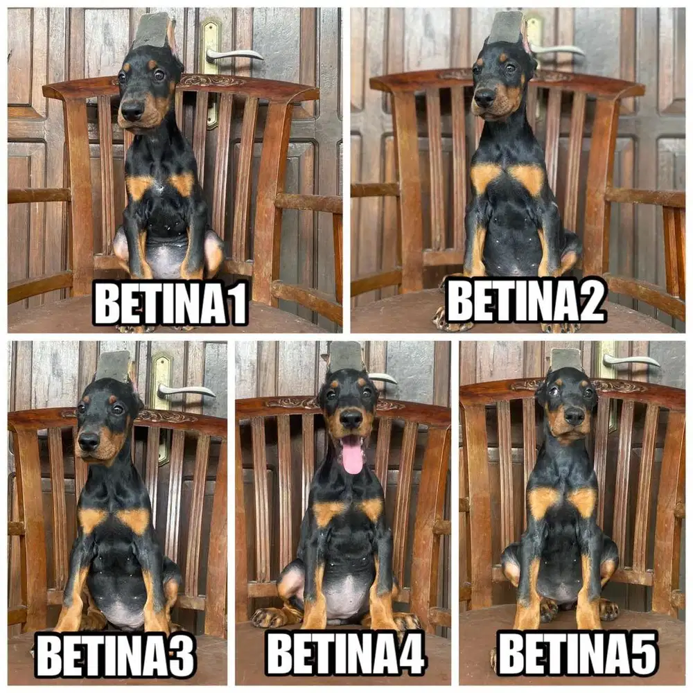 Anak anjing Doberman