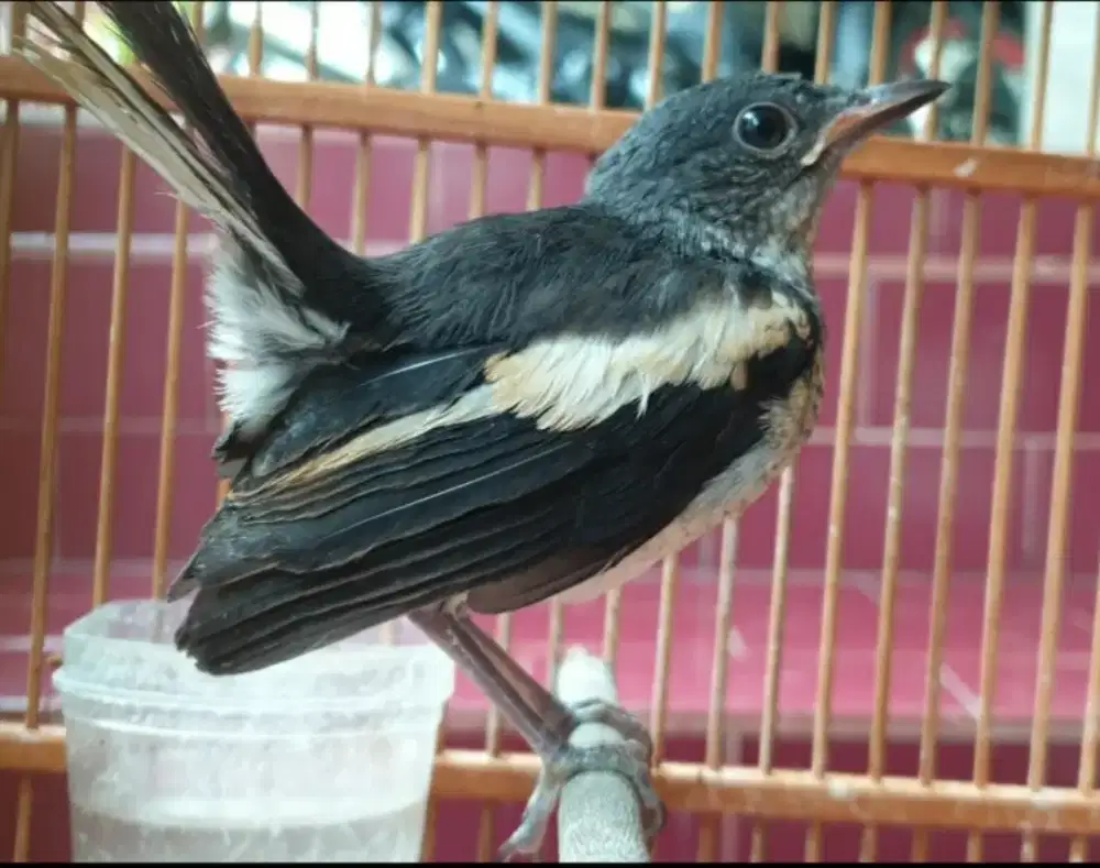 Anakan kacer daput hutan 1bln up  jinak ngeriwik