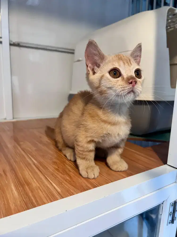 Kucing Scottish, British Shorthair, Munchkin, Persia