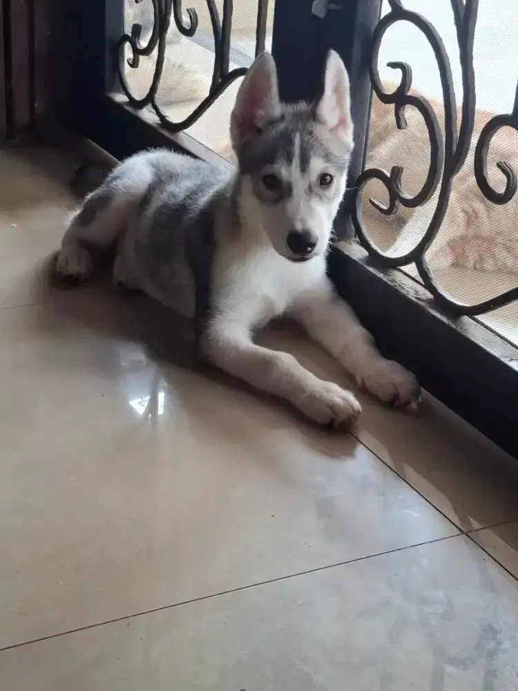 Anakan husky usia 2 bulan