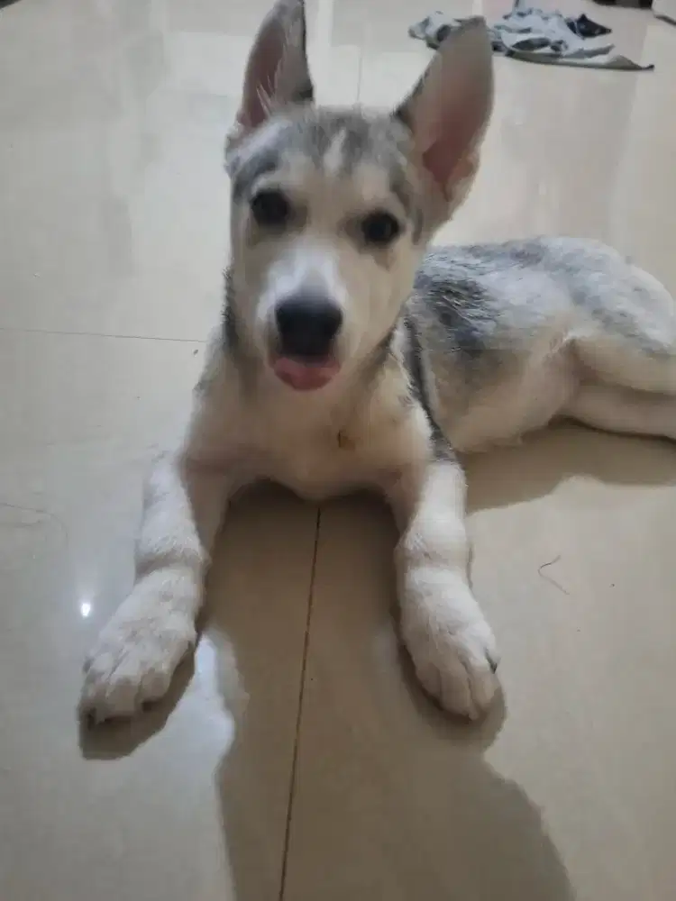 Anakan husky usia 3 bulan