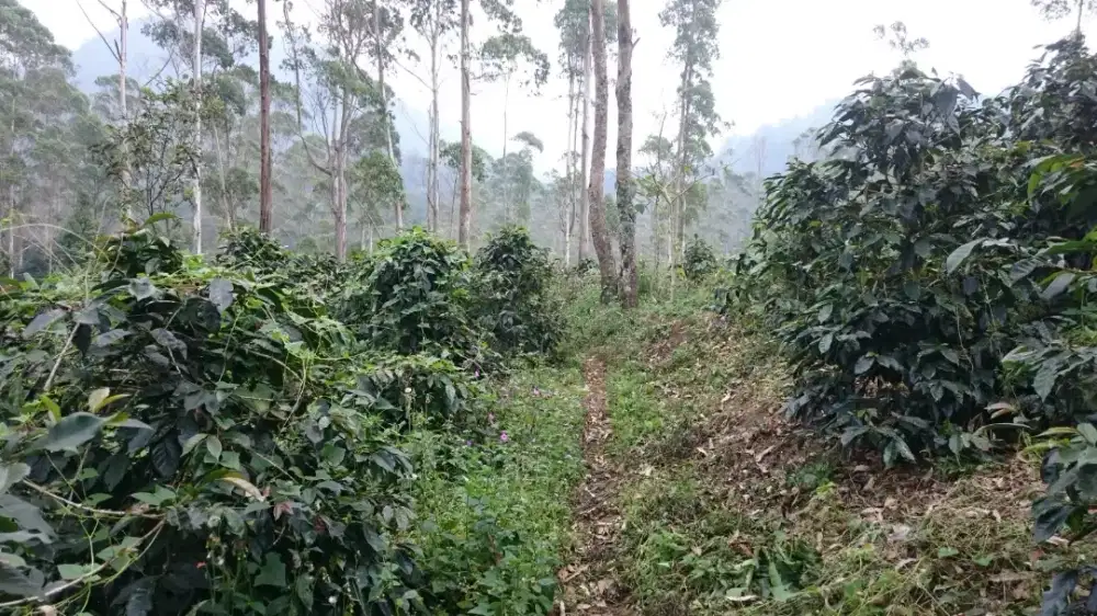 Tanah kebun kopi sharing Perhutani