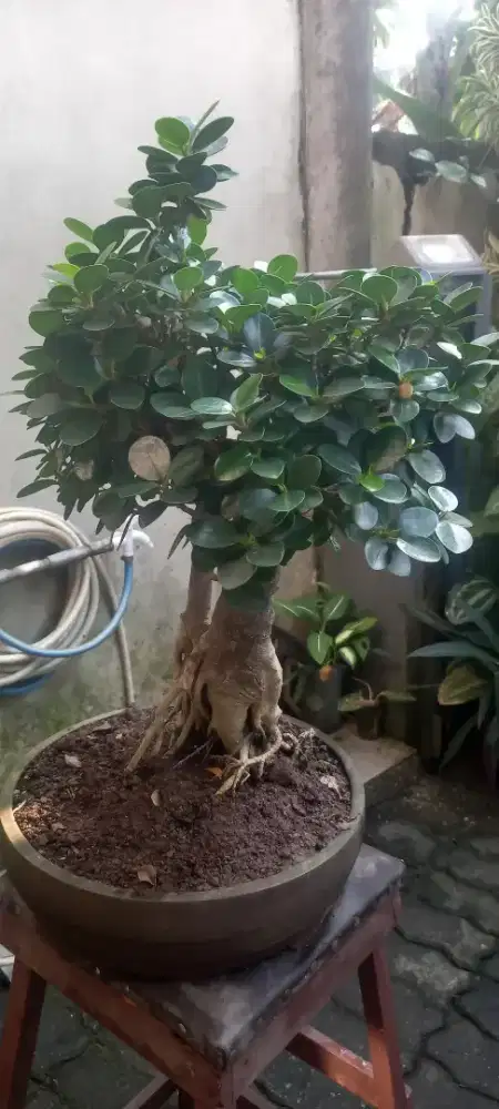 Bonsai beringin mikro