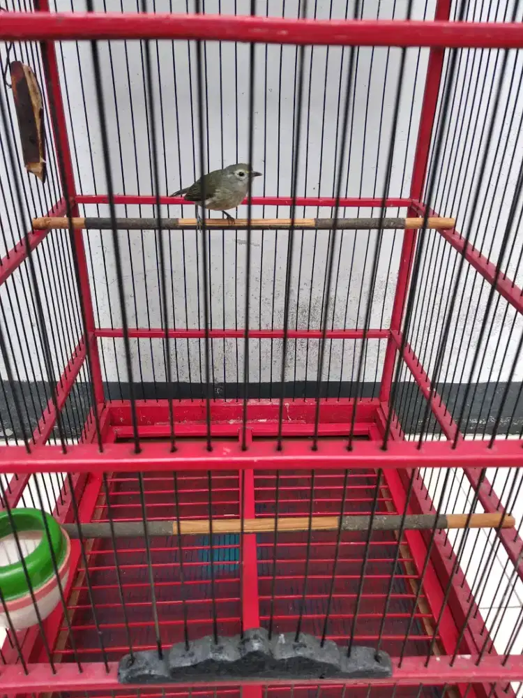 Burung Opyor jambul hijau