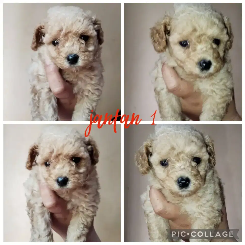 MALTESE MIX POODLE (MALTIPOO)