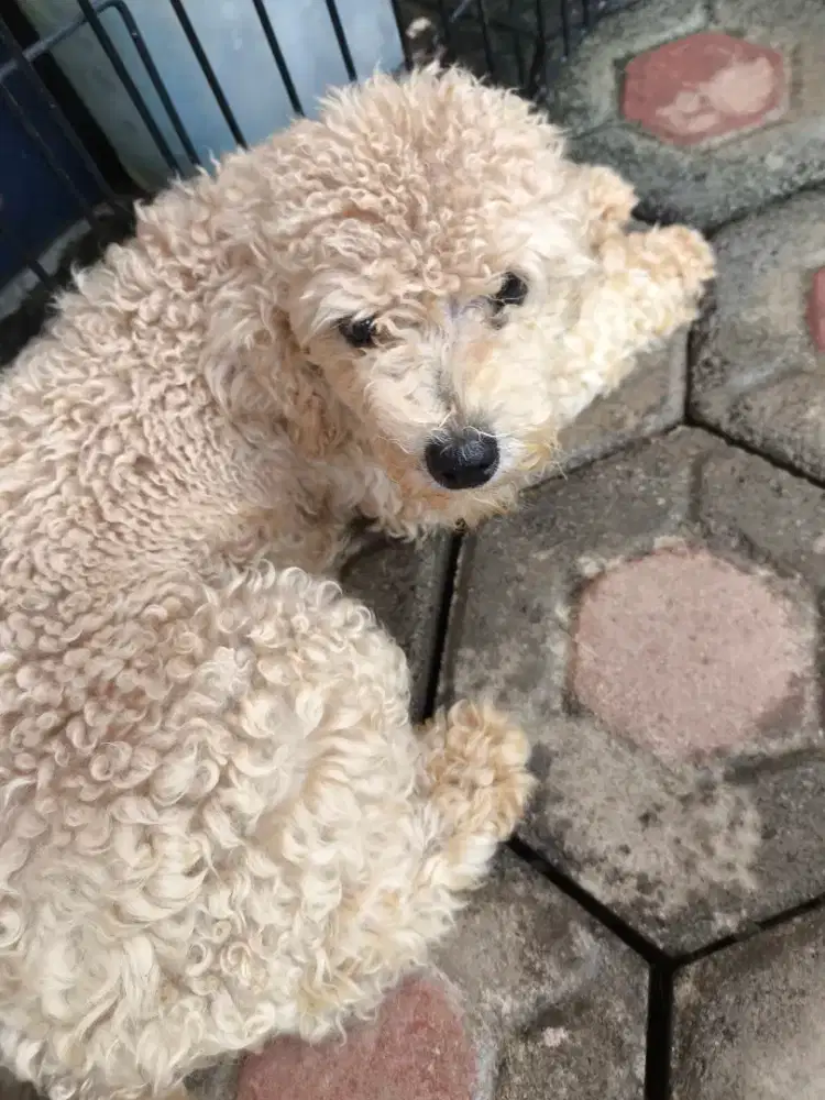 DIJUAL ANJING TOY POODLE BETINA
