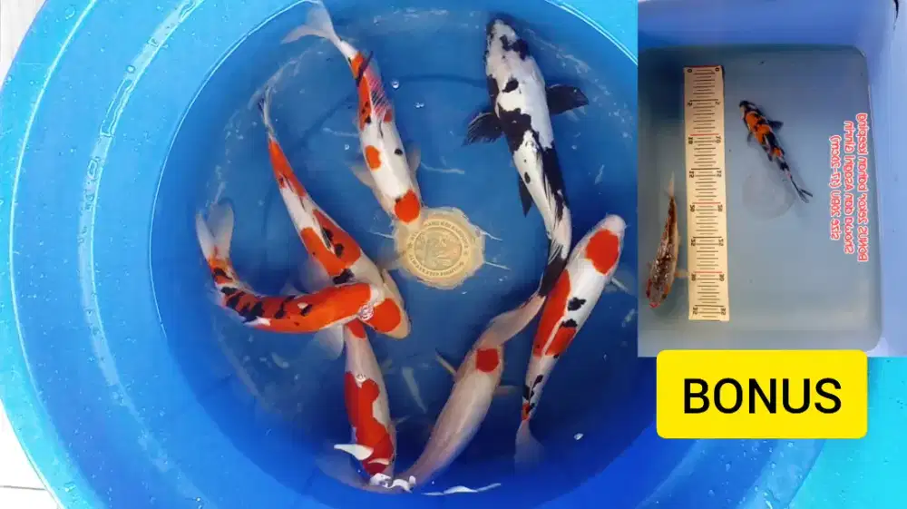 Koi Blitar Mix Grade A 7 ekor ada Bonus nya Murmer