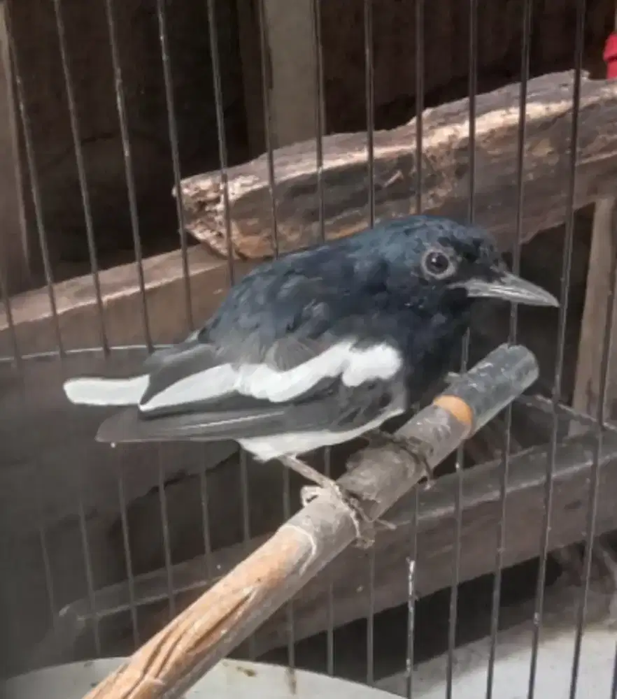 Kacer jinak lagi dokor