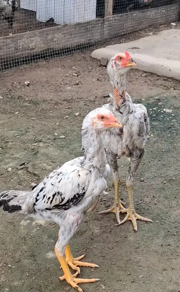 Sepasang anakan ayam bulbi