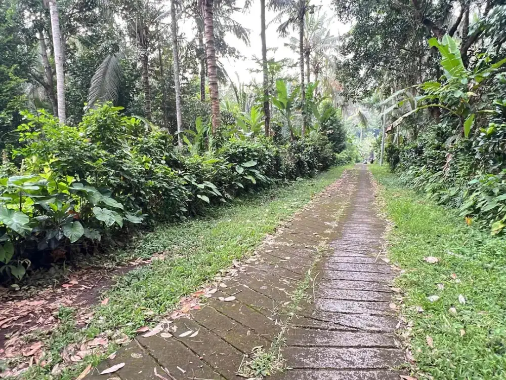 Dijual Tanah Kebun Aneka Buah Lokal Di Tabanan Bali