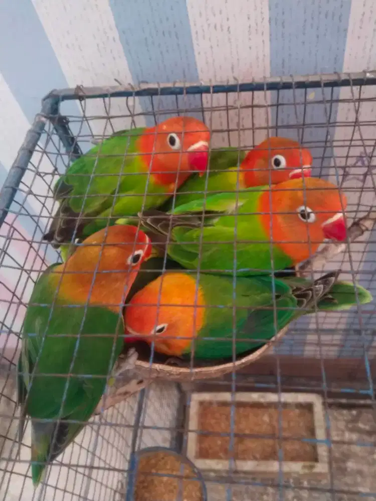 Burung lovebird hasil kebun sendiri