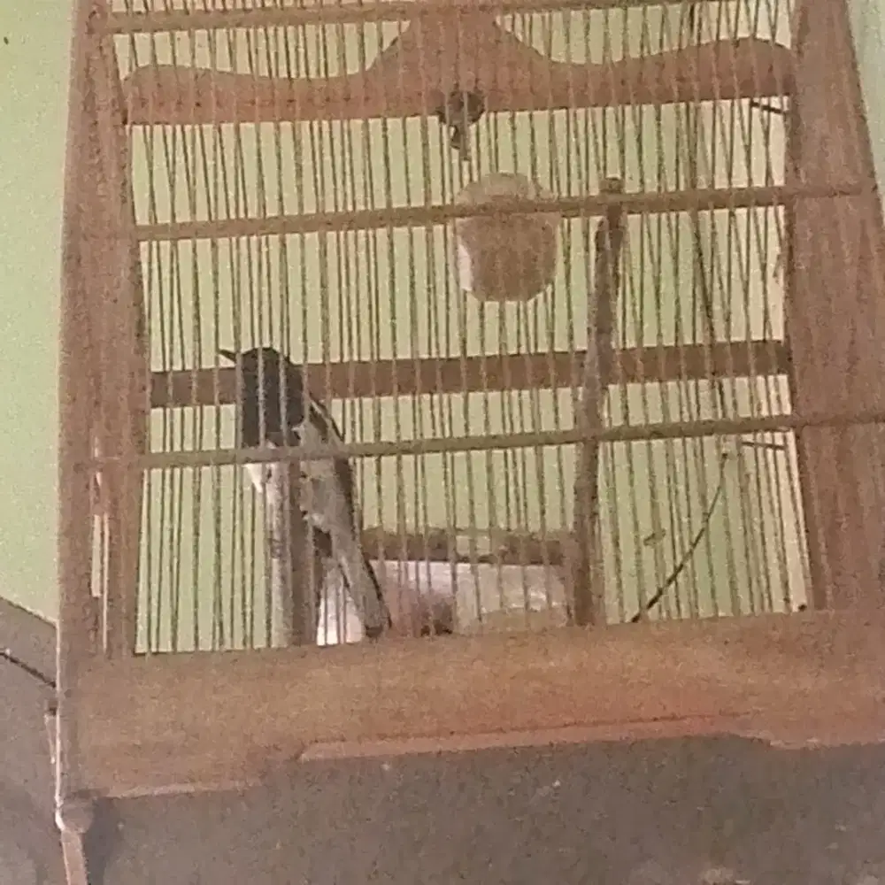 Kacer jinak lalat rajin