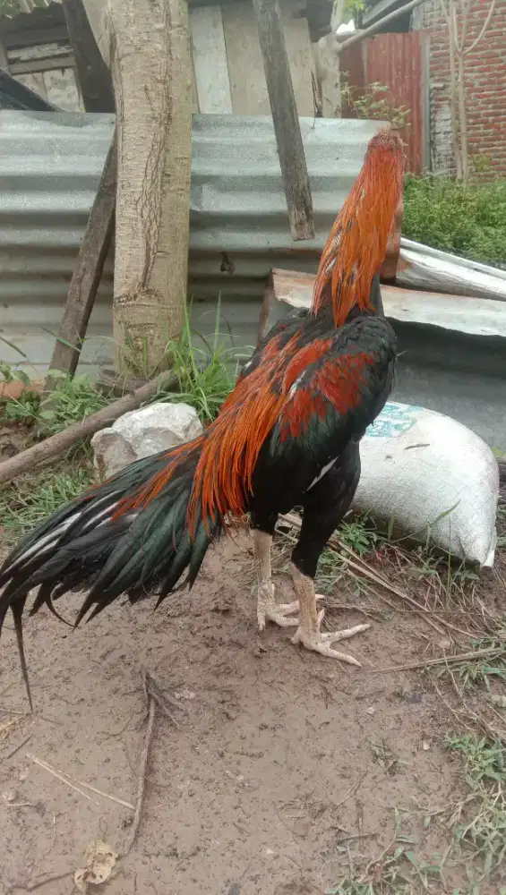 Ayam Bangkok ekor elid