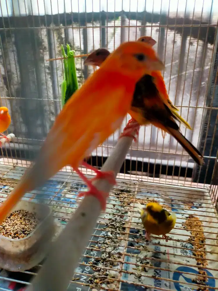 Burung kenari merlok paud/jantan