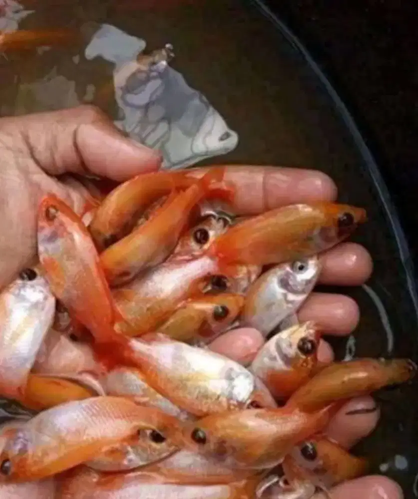 Jual bibit nila orange bangkok