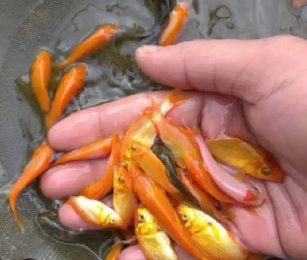 Jual bibit ikan emas