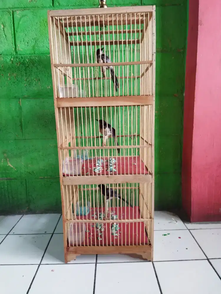 Trotol murai jantan trah prestasi