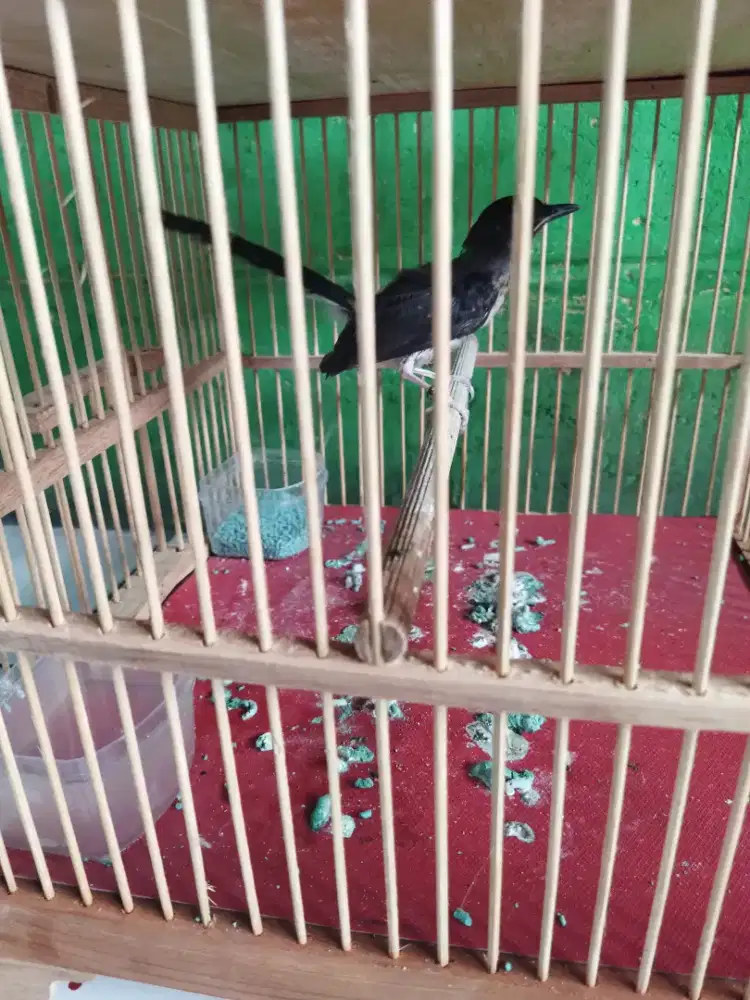 Trotol murai jantan trah prestasi