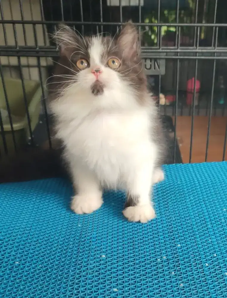 Kitten Persia 2,5 bulan