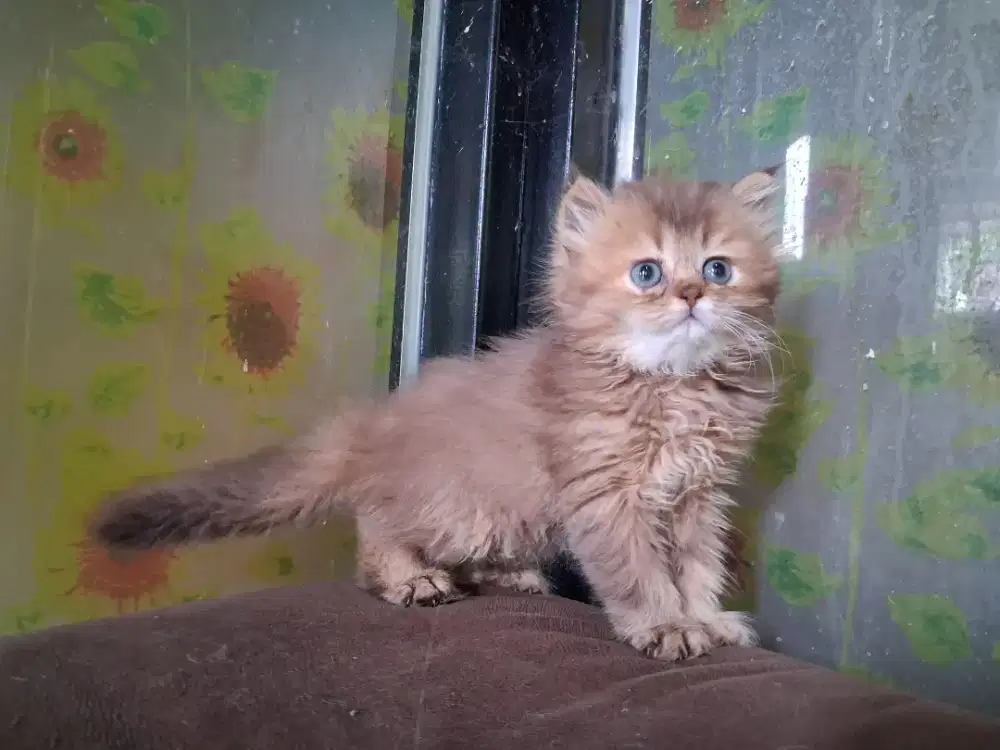 Kucing BSH BLH Betina