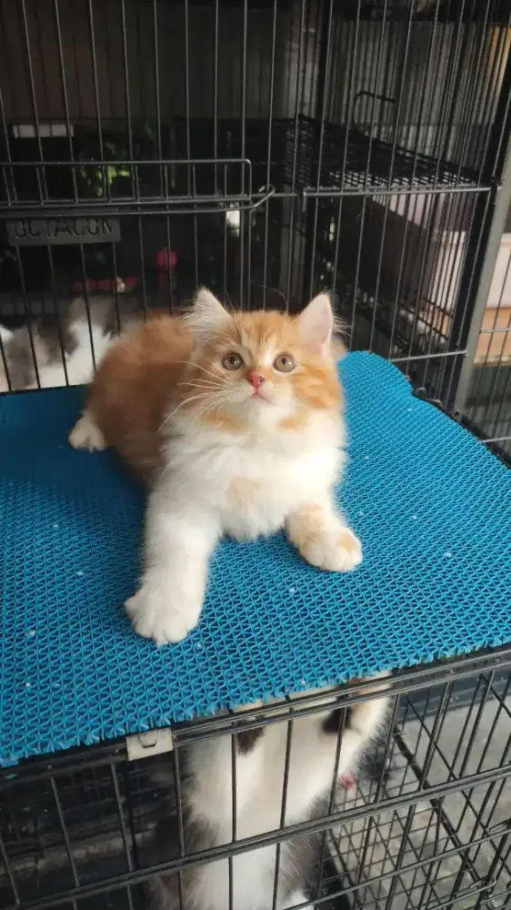 Persia jantan usia 2,5bln