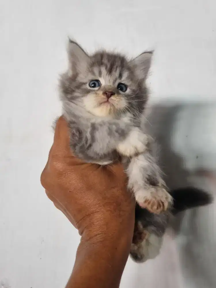 Kitten Maine Coon