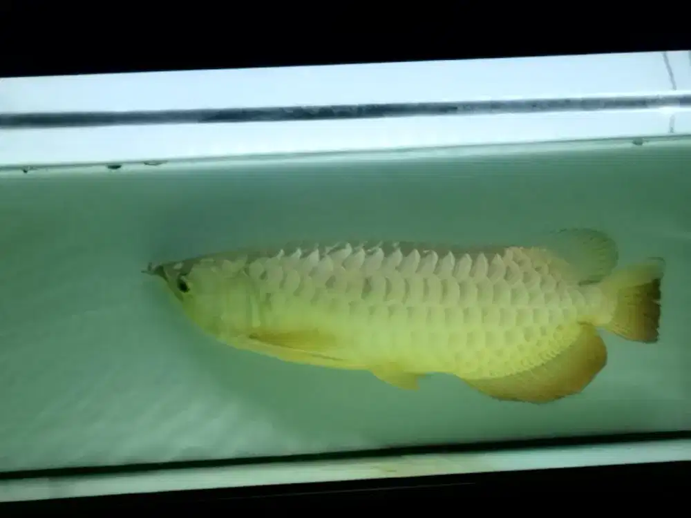 Arwana Golden Red HB